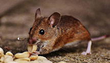 24 Hour & Emergency Exterminators in Duxbury, MA